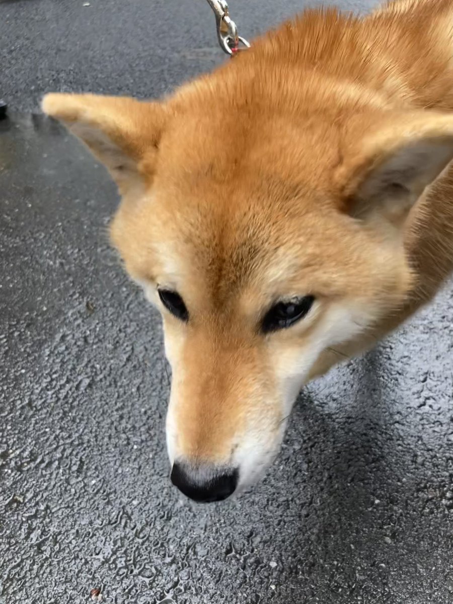 おはようございます 新しい朝が来ました 途中で雨が降ってきたので後半は足早にゴミ拾い 何故かウェットティッシュが多かったです ゴミ出しの よ にも遭遇 おはよう そして へ き坂で お散歩帰りのハナちゃんに会いました 今朝はお友達少なかったそう おはようございます 新しい朝が来ました 途中で雨が降ってきたので後半は足早にゴミ拾い 何故かウェットティッシュが多かったです ゴミ出しの よ にも遭遇 おはよう そして へ き坂で お散歩帰りのハナちゃんに会いました 今朝はお友達少なかったそう