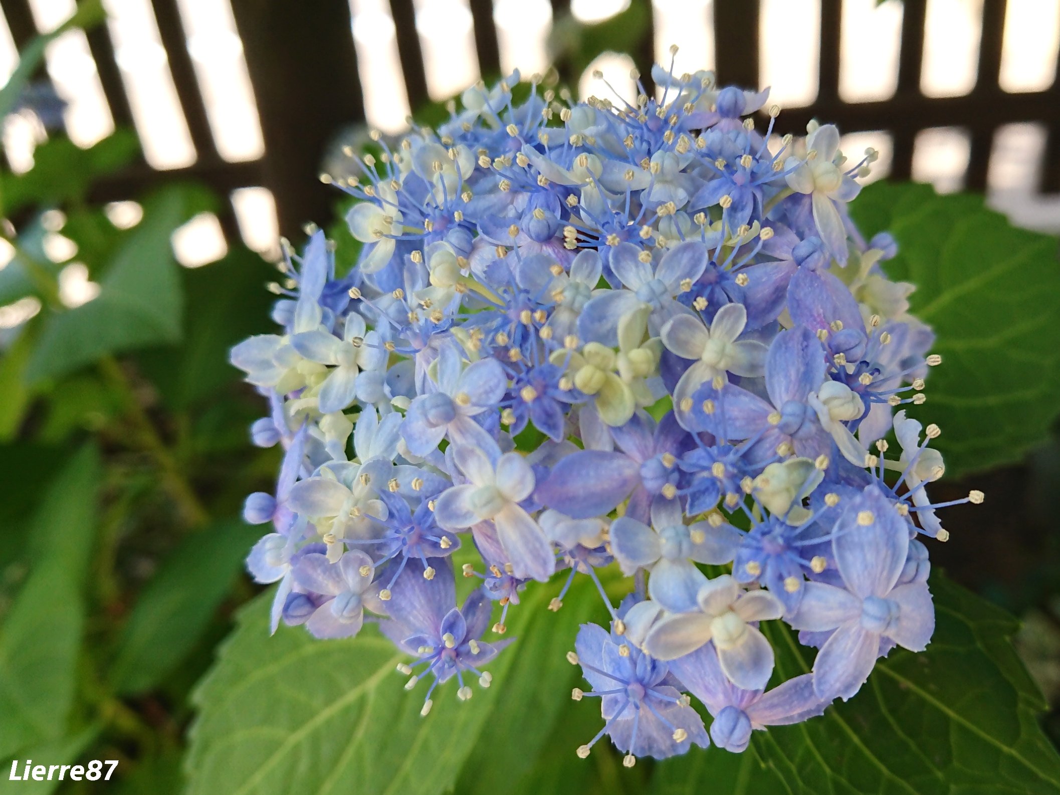 花りえーる87 紫陽花 有松 装飾花がなく 両性花だけの珍しい 手まり咲き 可愛らしい紫陽花 見頃になりました Good Morning 紫陽花 T Co Ysqlajowzj Twitter