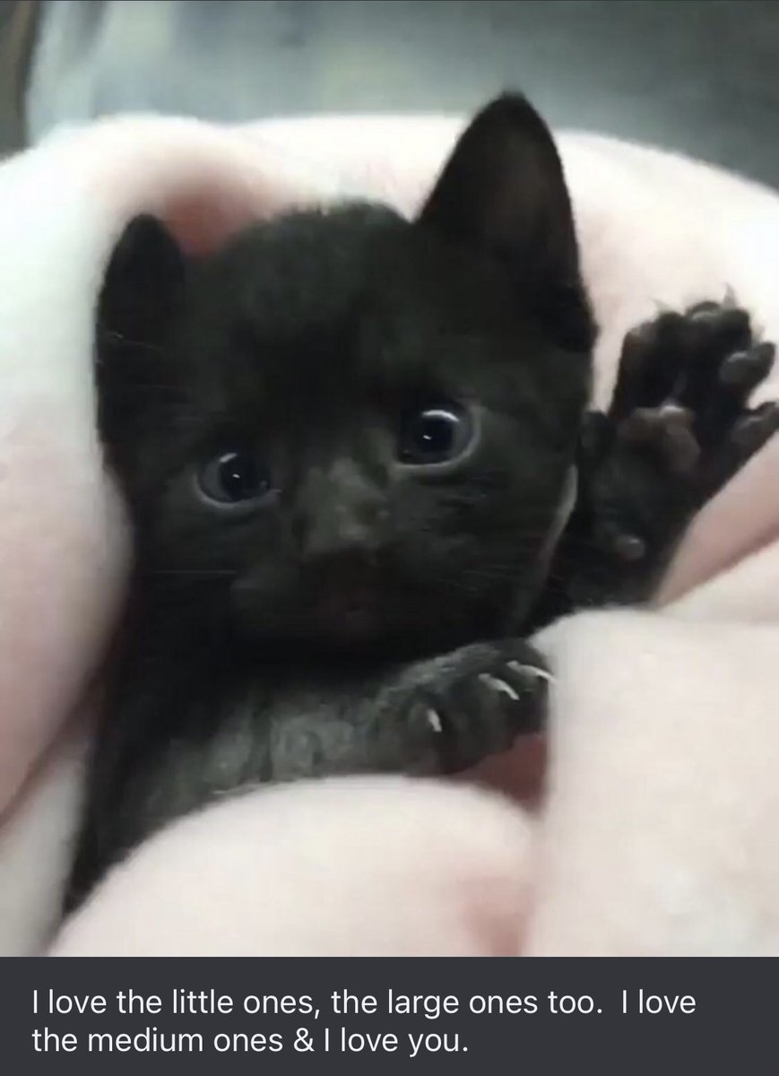 zerostake's tweet image. Who loves black cats?