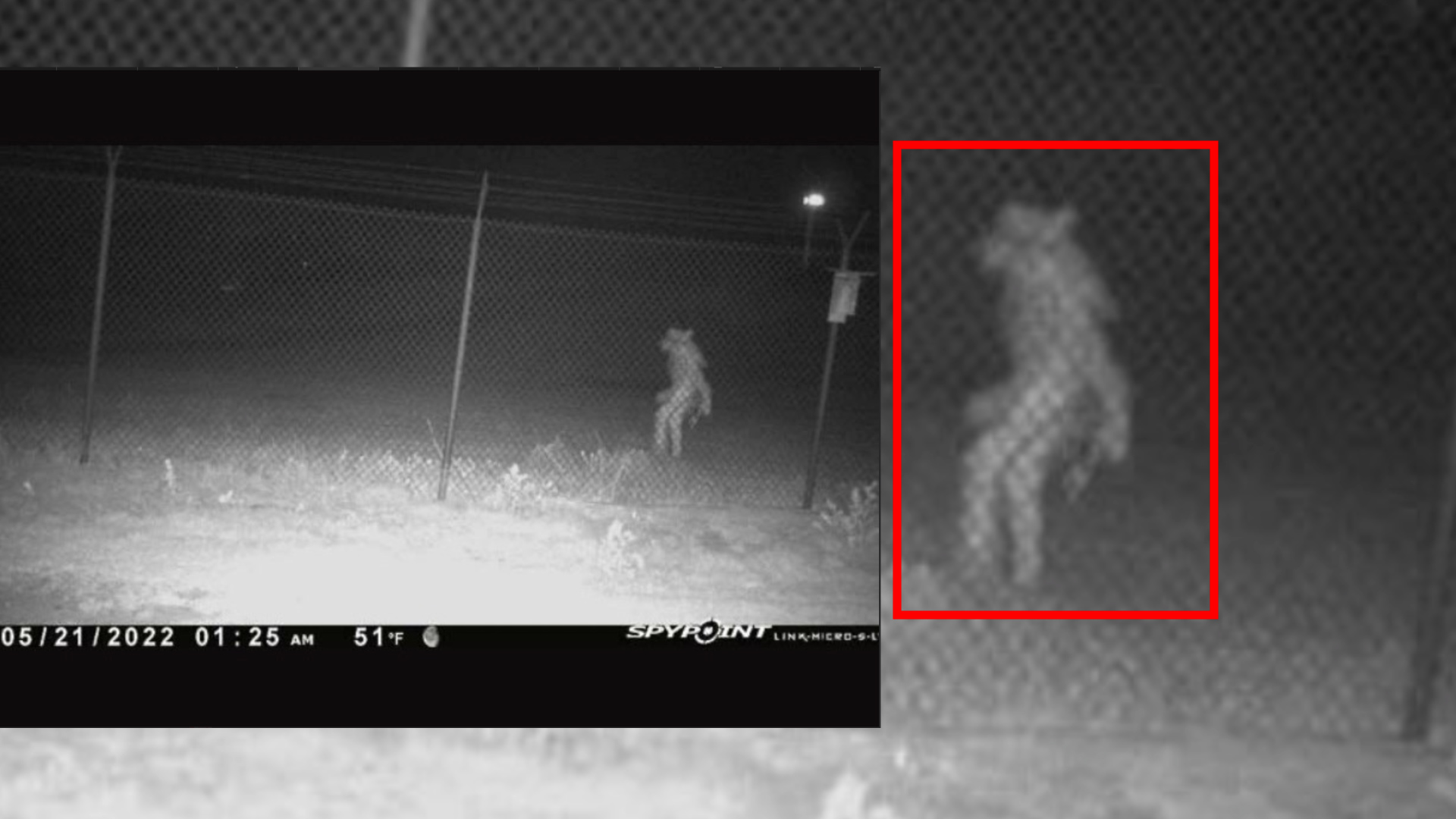 ViralVdoz on Twitter "ALERT In the dark and early morning hours of