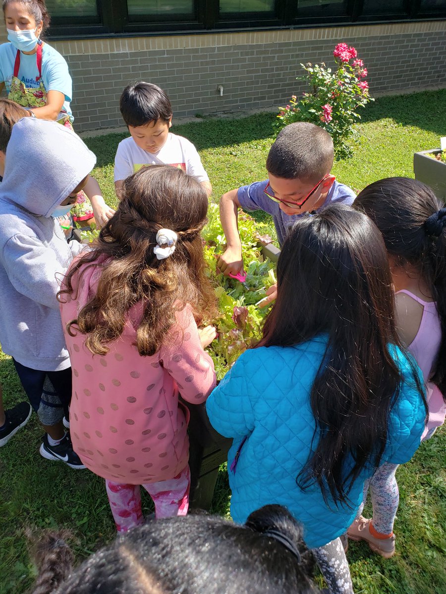 Cre8tiveLib's tweet photo. Thank you @ANSgina @ANSGreenKids for helping our @es_flower 2nd graders grow beautiful &amp; tasty lettuce.  We 💓 our #SaladScience party today! https://t.co/CtzOQnQPXI
