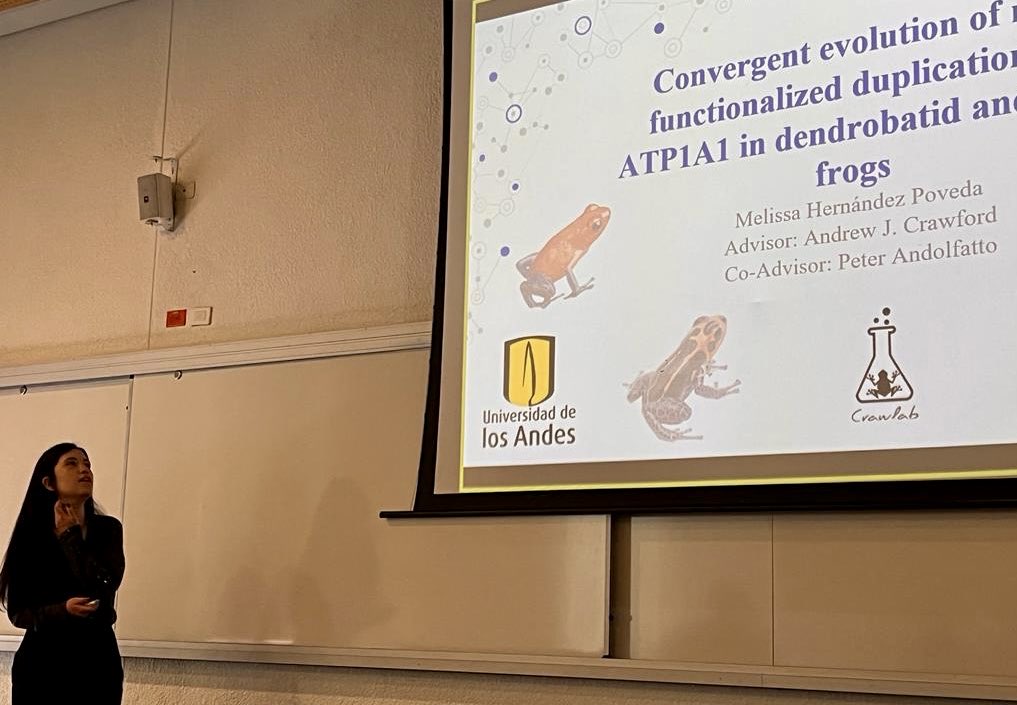 Congratulations to ⁦<a href="/hpymel/">Melissa Hernández Poveda</a>⁩ on successfully defending her thesis on the evolution of Na+K+ATPase genes in dendrobatid 🐸 v. leptodactylid 🐸   👏🏽

🙏🏾 to ⁦<a href="/pandolfatto/">Peter Andolfatto</a>⁩ for mentoring &amp; ⁦<a href="/frogsicles/">Dr. Rebecca (Becca) Tarvin 🐸 ☠️ 🐍 💚🪰</a>⁩ for reviewing. 

⁦<a href="/CienBiolAndes/">DCB Uniandes</a>⁩ ⁦<a href="/CrawLab/">Crawford Lab</a>⁩