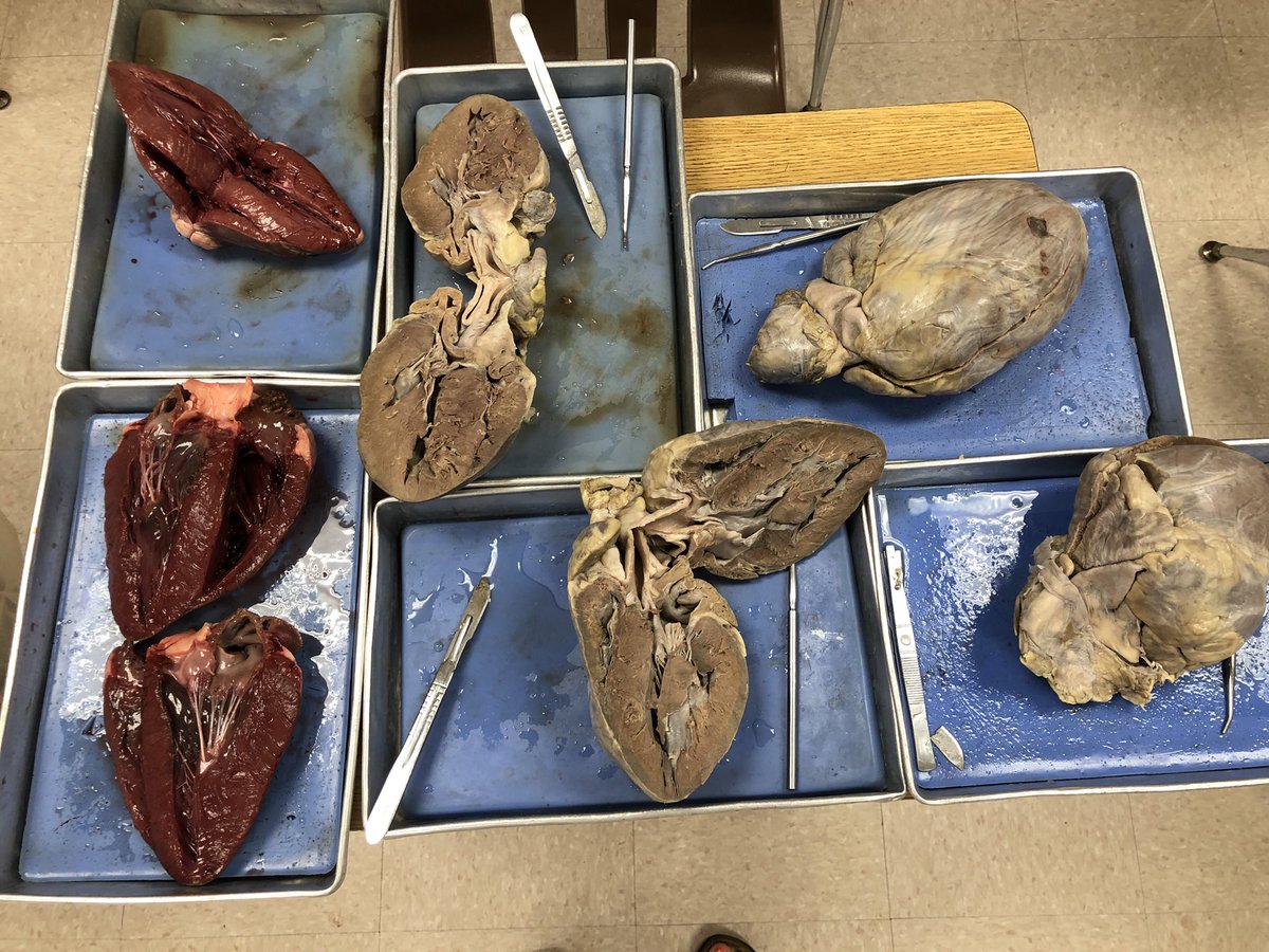 bioshemesh's tweet photo. You gotta have #heart ♥️ Last lab of the year, comparing fresh and preserved specimens #TrumanScience #TigerStrong #BTSDproud https://t.co/EeGkeiXD3u