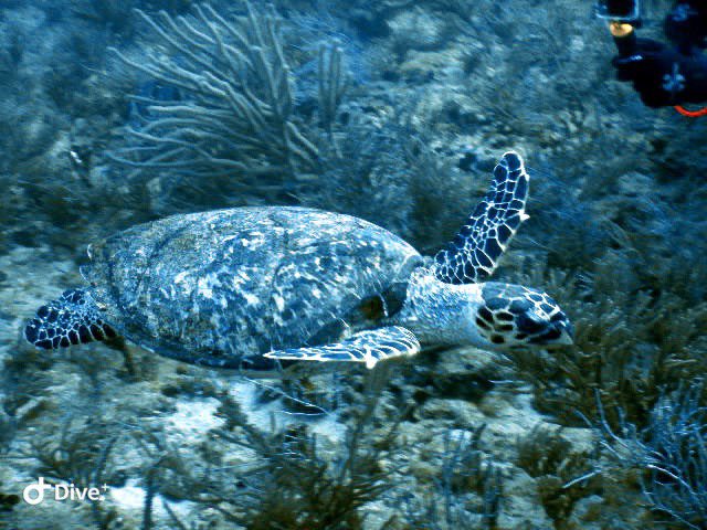 Happy #WorldOceansDay   Doesn’t that Hammerhead look like a smiling puppy to you?