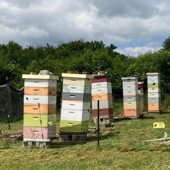 Packed with fresh spring honey 
These beehives are ready for the first harvest of 2022!
#apiary #rawhoney #honey #gilshoney #gilshoneybees #honeyseason #firstharvest #harvestseason #spring #rawfood #eatlocal #fingerlakesny #beekeeper #puregold #beesareaw… instagr.am/p/CejcsFfutAs/