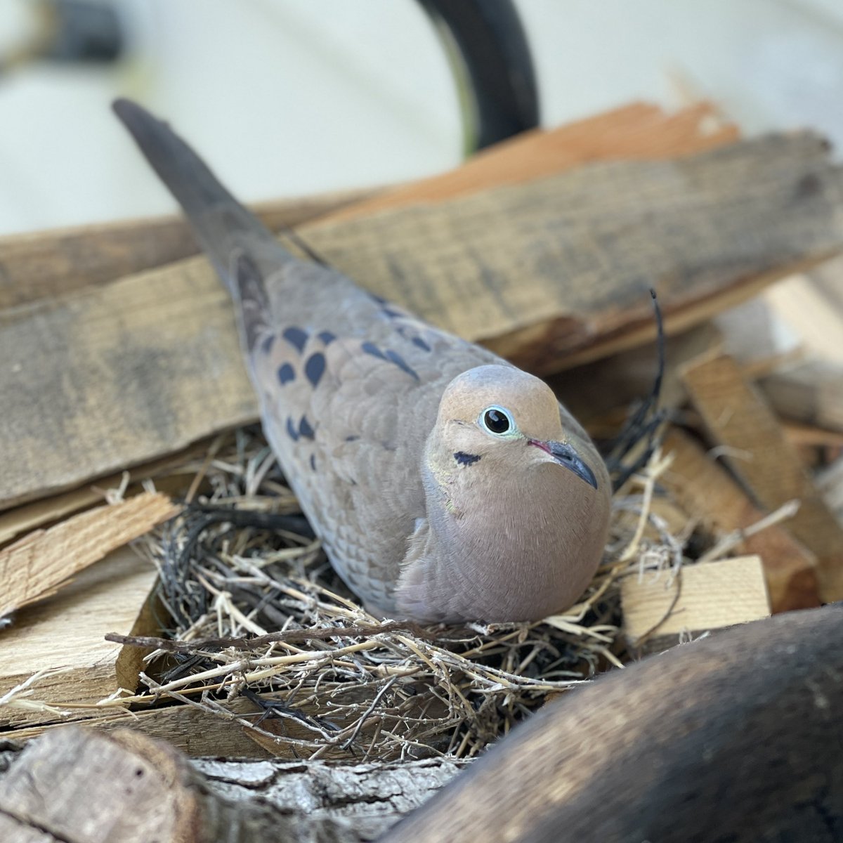 linscombe's tweet photo. When a bird sits on it’s nest, I wonder if they realize they are regulating a constant temperature of the eggs or if their intention is just to guard them 🤔 

Anyway, this one laid 2 eggs on the stack of firewood chez moi and very dedicated. https://t.co/LBwLYkMmGP