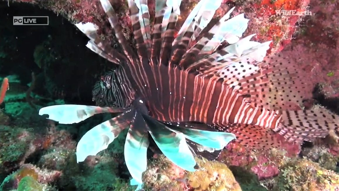 Chemelmar's tweet photo. I know LionFish are invasive but sure are good looking! #DiveLive special with Lauran for #WorldOceanDay #Wildearth https://t.co/7WliE1uTbK