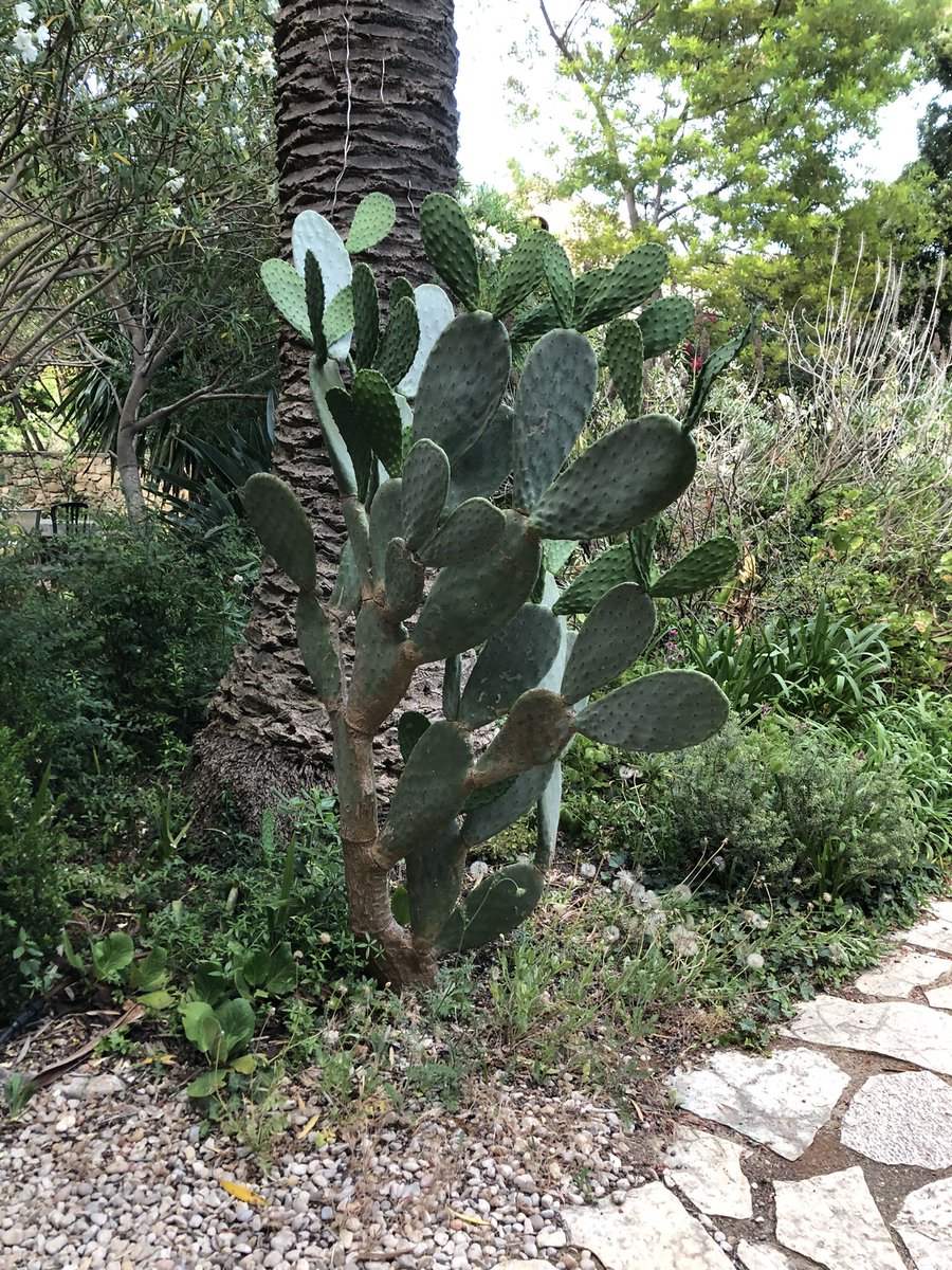 Quelle chance d’être invité par la Charte europ. des abb. et sites cist. à intervenir en tant qu’enseignt-chercheur de l’<a href="/UCO_Laval/">UCO Laval</a> dans le cadre de la formation des guides d’abbayes… sur l’île de Lérins !!! Sublime solitude !

#fierdetreuncistercianiste 
<a href="/UnivCathoOuest/">UCO</a>