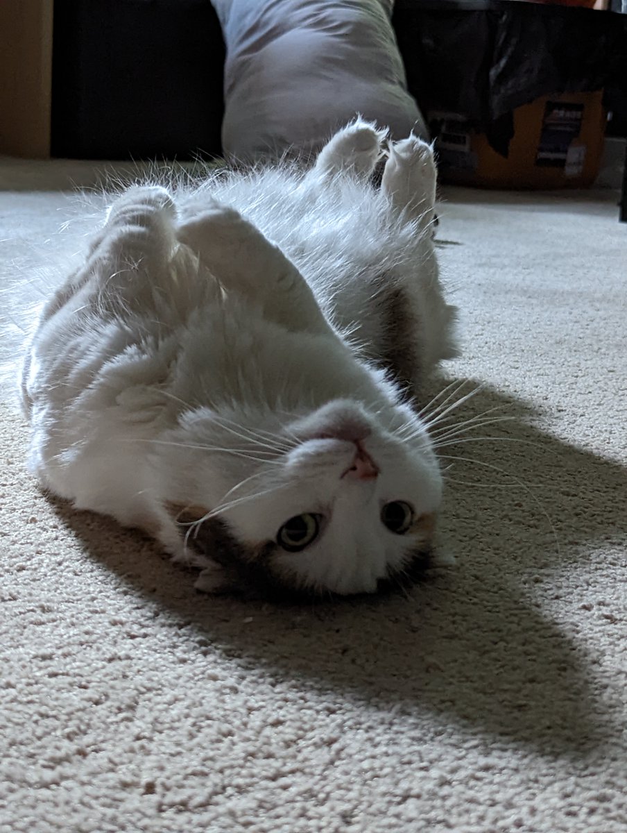 moelizbro's tweet photo. @frogsicles Daisy, aka lil d, beeb, bb, flip-flop, lil creep, and others I can't even think of right now that I make up on the spot https://t.co/w3CEl9mFjK