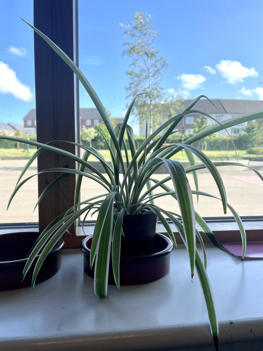 Y4WFA's tweet photo. The green ambassadors have brought plants around to help brighten each learning zone… 🪴@Wallscourt https://t.co/hHqh3xMBue