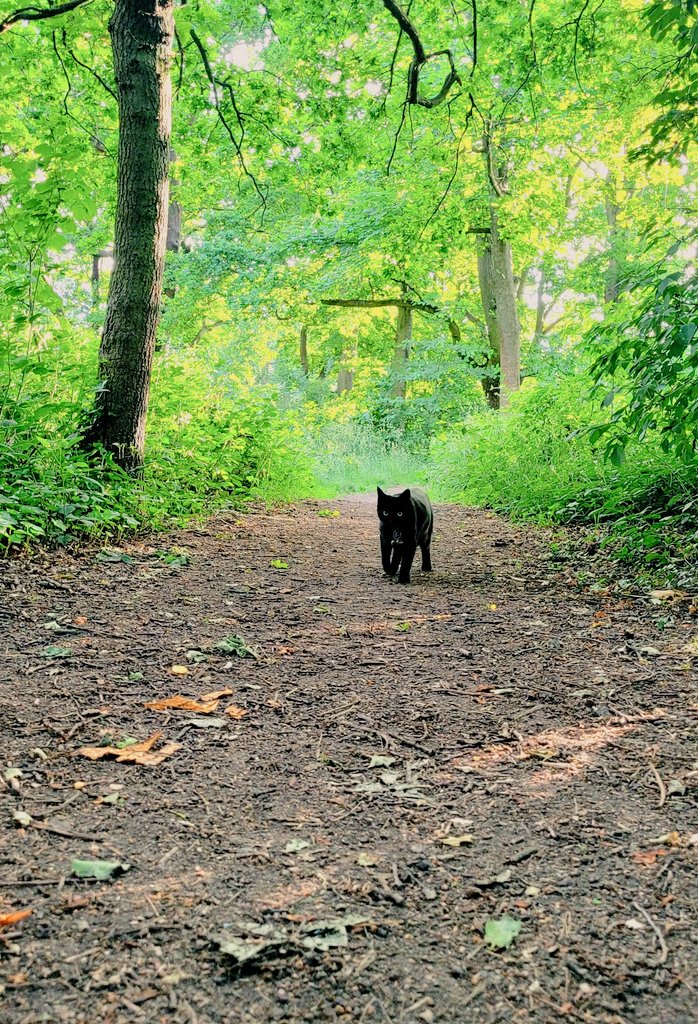 🚨Danger🚨 wild panther spotted in #tootingcommon. Do not approach, too adorable  @balhamnewsie #CatsOfTwitter