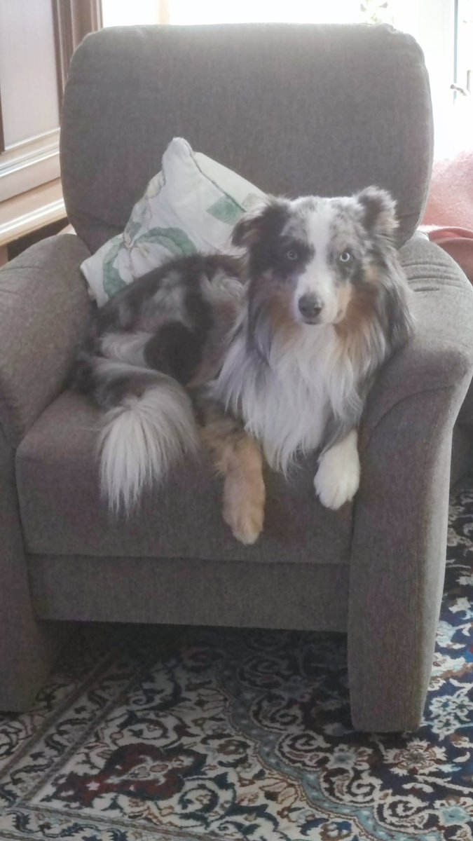 Andreas „der Übersetzerich“ Rodemann tweet media