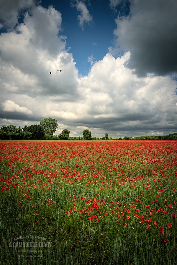 So you're standing in a field of poppies and two Spitfires fly over and it's impossible to not to feel the poignancy.

A picture of Cambridge every day since 2010. (No 4462) Wednesday 8th June 2022