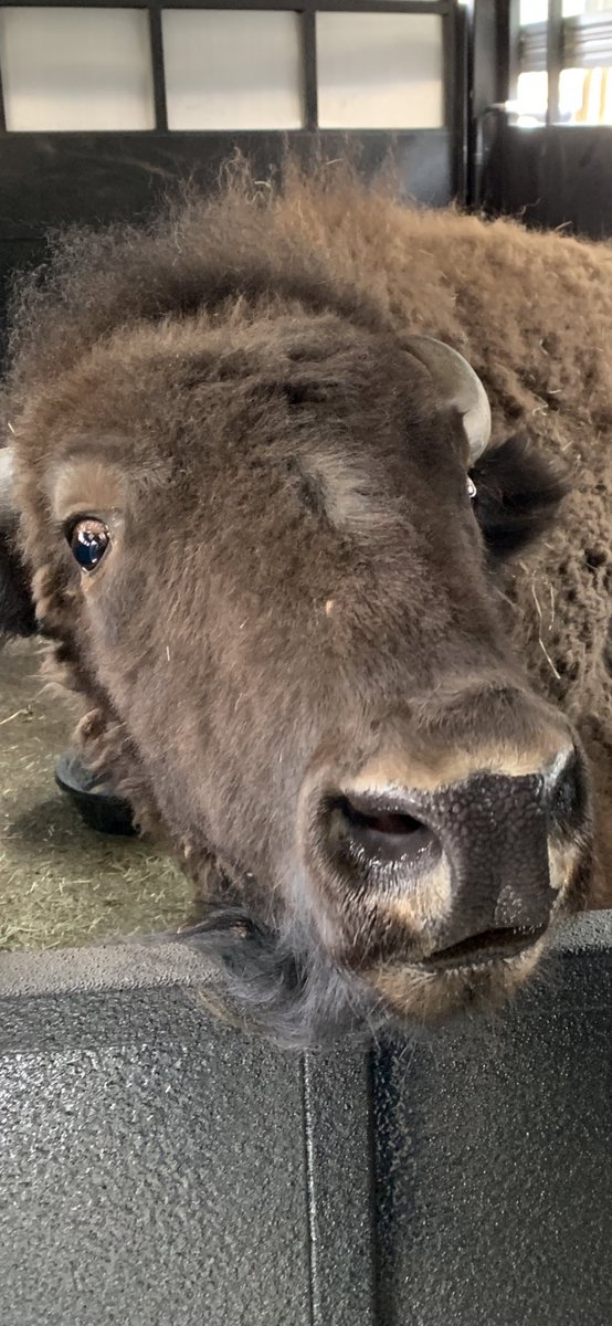 Have you voted? Don’t lie to this face, she’ll know.