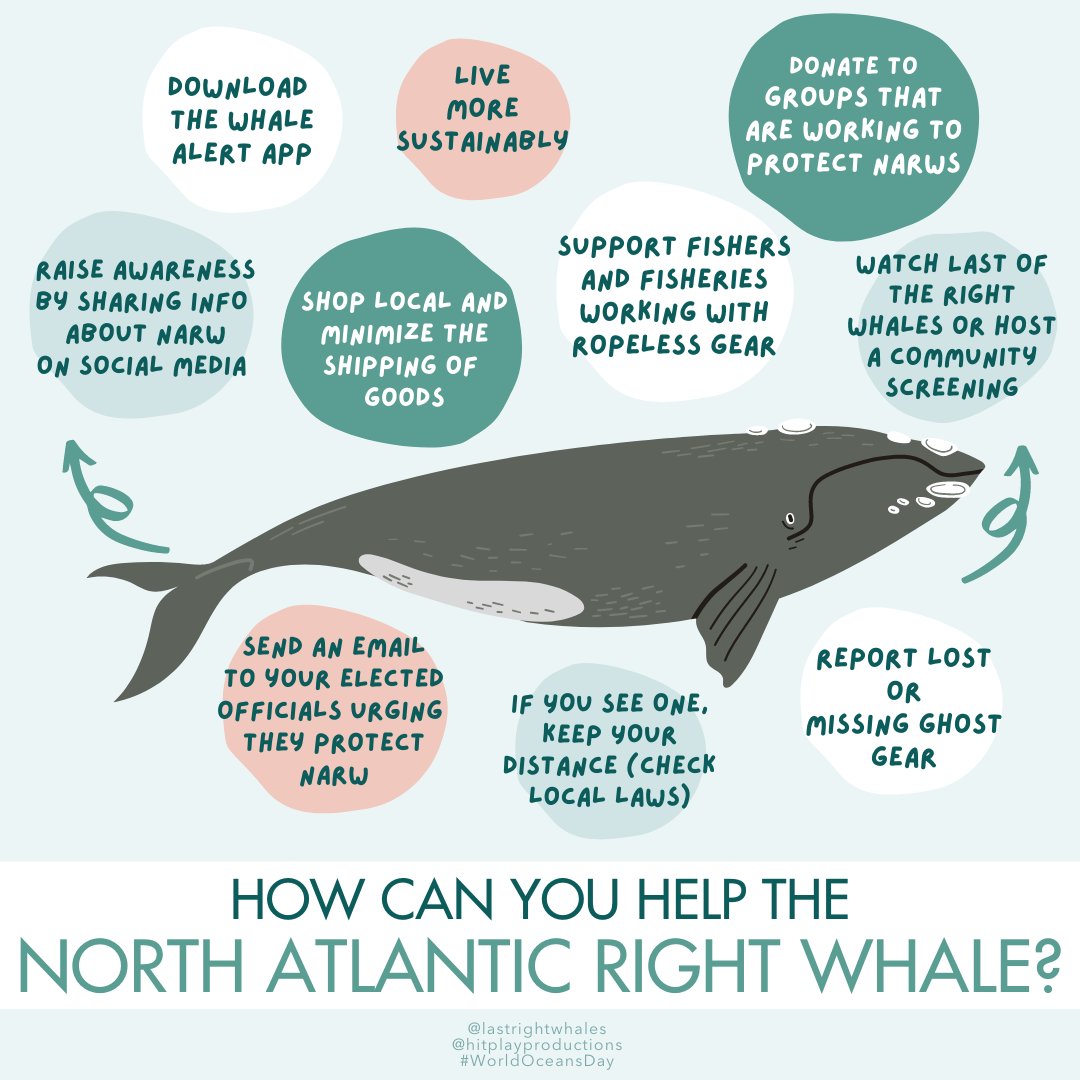 If you watched Last of the Right Whales on CBC tonight and are wondering how can you personally take action to help this critically endangered great whale species...here are 10 great and different ways to do your part! #rightwhaletosave #LOTRW
