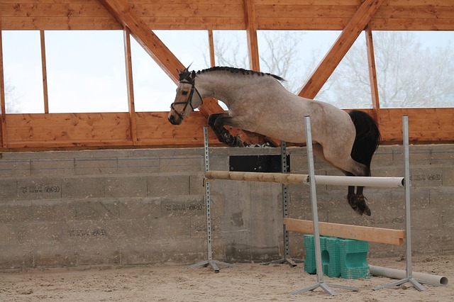 MagazineIrish's tweet image. Wondering how to get started Loose Jumping your horse? Check out our getting started guide on our blog.irishsporthorsemagazine.com/introducing-yo…