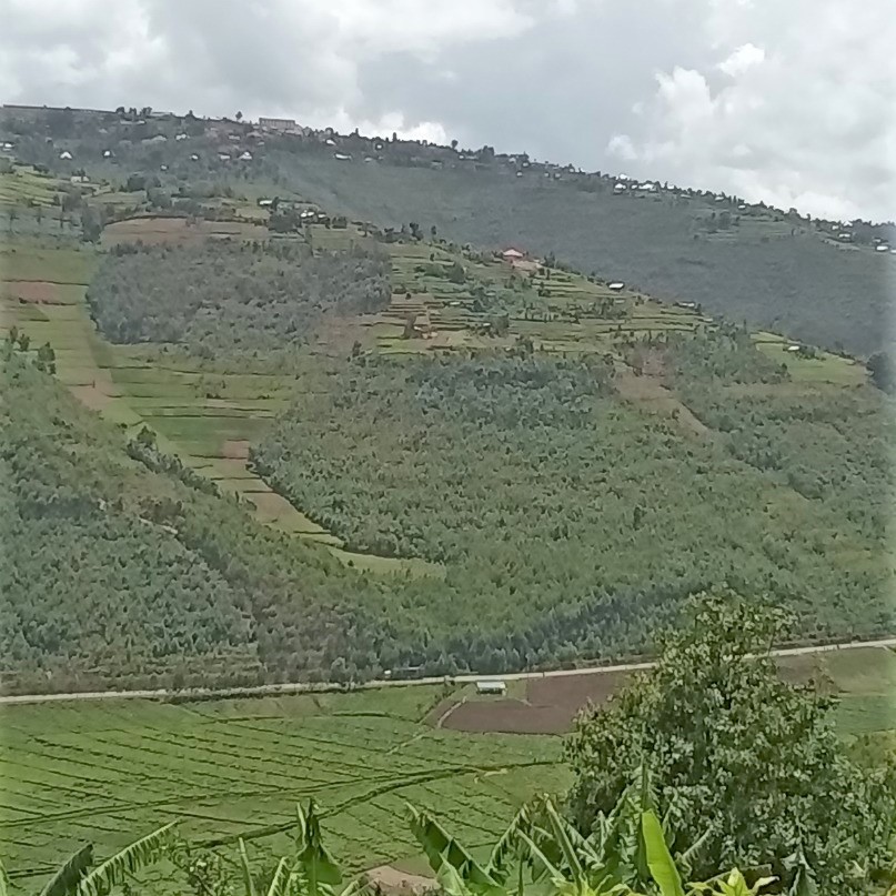 UzayisengaGerm1's tweet photo. #It was a pleasure for me to learn about the Green Gicumbi Project's rehabilitation and reforestation efforts. #Taking out the old forest and replacing it with a new, more productive forest. Thank you @GreenFundRw https://t.co/IpB8Ly28mM