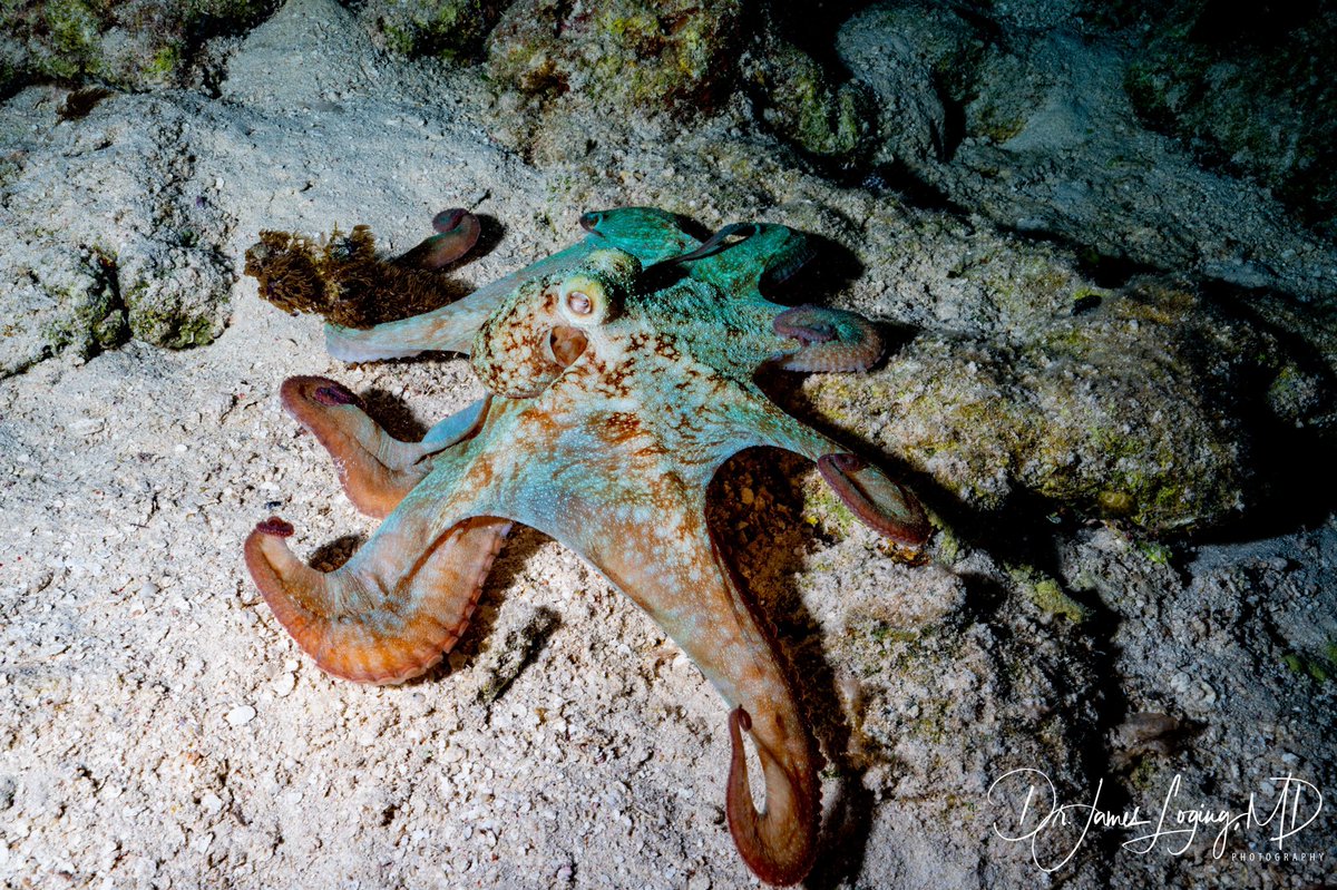 DrLoging's tweet image. Happy World Ocean Day!! Our oceans are an amazing place! Get out there and explore! #WorldOceanDay #savetheoceans