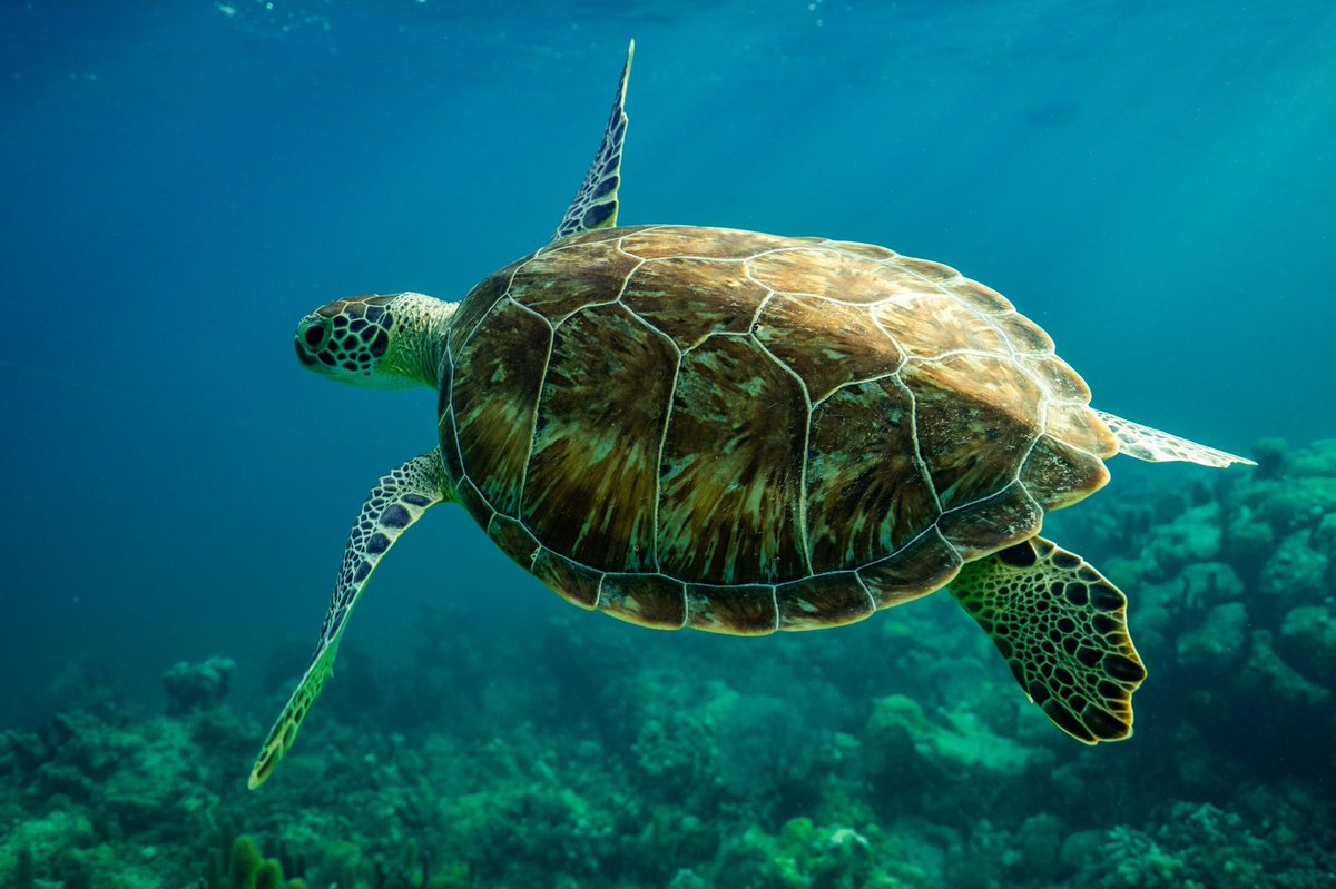 DrLoging's tweet image. Happy World Ocean Day!! Our oceans are an amazing place! Get out there and explore! #WorldOceanDay #savetheoceans