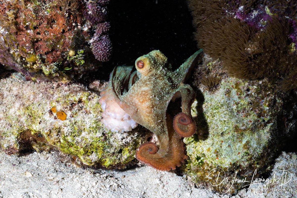 DrLoging's tweet image. Happy World Ocean Day!! Our oceans are an amazing place! Get out there and explore! #WorldOceanDay #savetheoceans