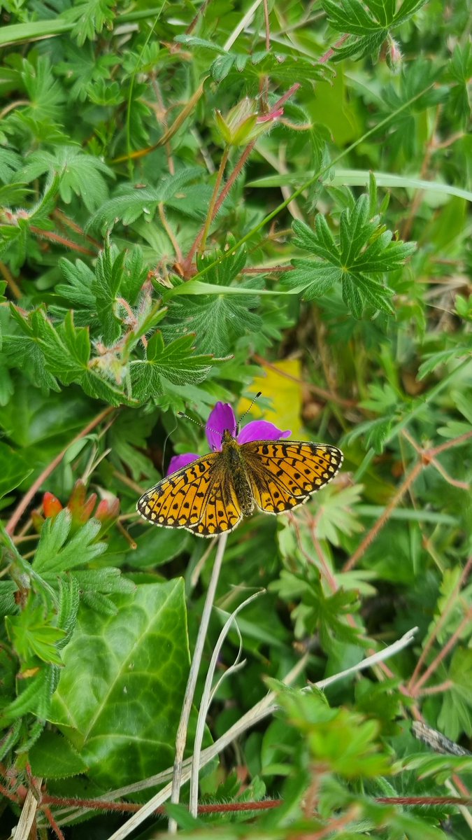 _lucycarden's tweet photo. Another butterfly newbie to me - Small Pearl-bordered Fritillary, Boloria selene 🦋 https://t.co/ASPVVVsYOz