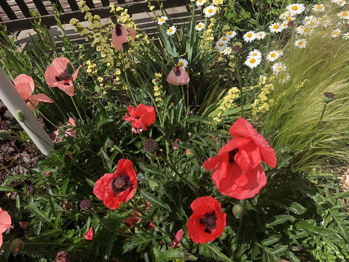 ayubkhan786's tweet image. And stunning garden too!