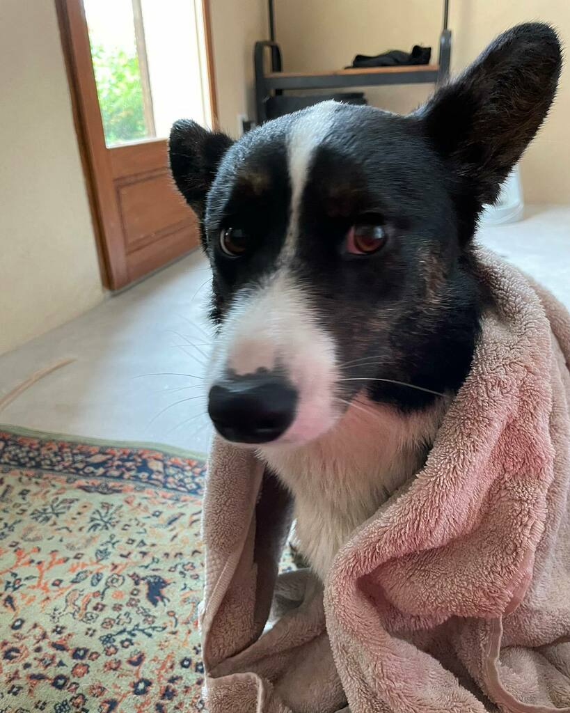 NuggetCorgi's tweet photo. As a first time pool owner I had absolutely no idea how dangerous pool covers can be for our dogs. 
I had to pull Scarlett out of the pool this afternoon. I didn’t even hear or see her go in, even though my office is right next to the pool. She most like… https://t.co/jtGzvx2Nav https://t.co/2fDUBl2xHj