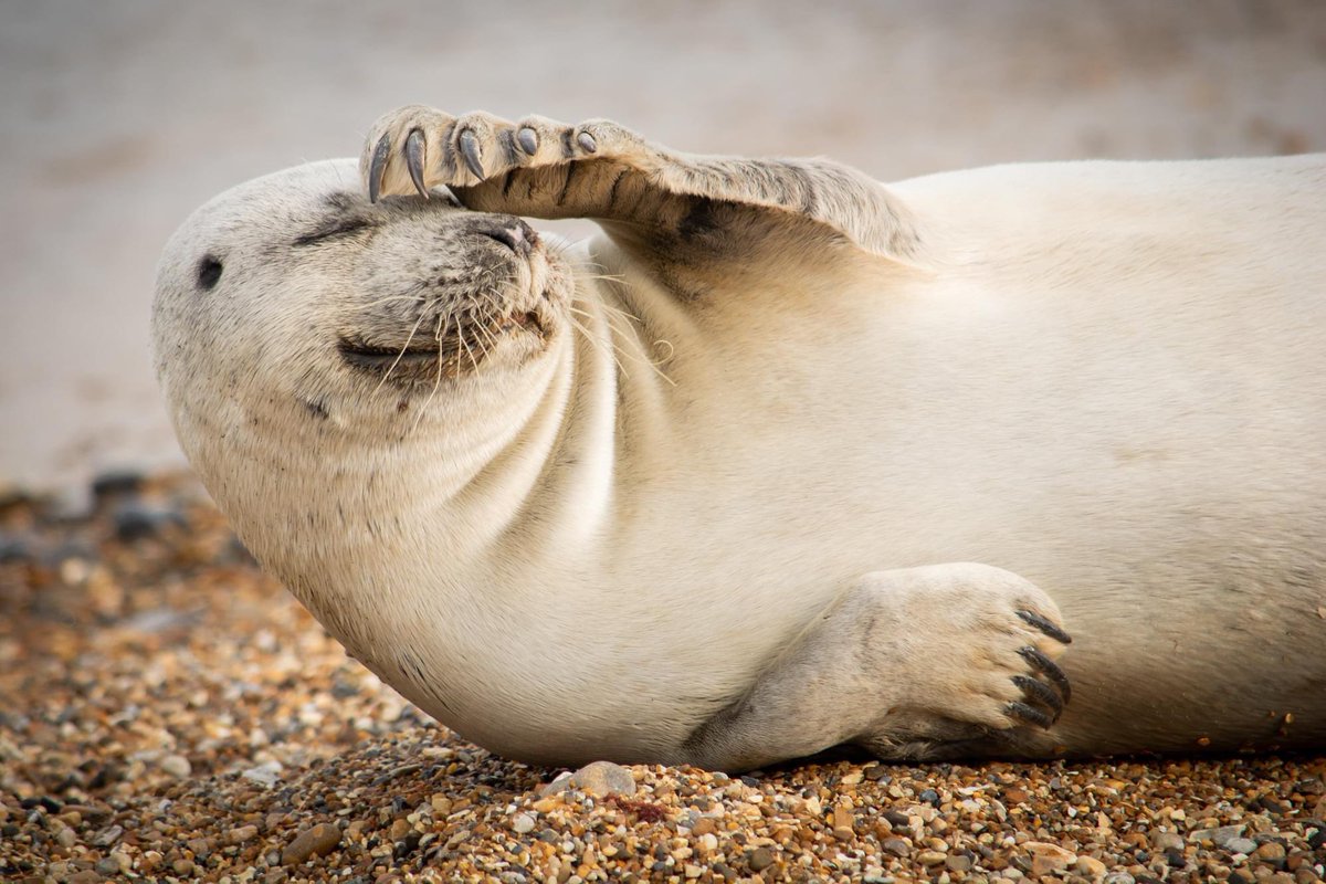 Leverephoto's tweet photo. Love your part on seals tonight, can you tell me if this is a Harbour or Grey seal? Also, how to tell the difference? This was taken by me in Norfolk. @BBCSpringwatch #Springwatch @ChrisGPackham #springwatch2022 https://t.co/JP75Z6lCdN