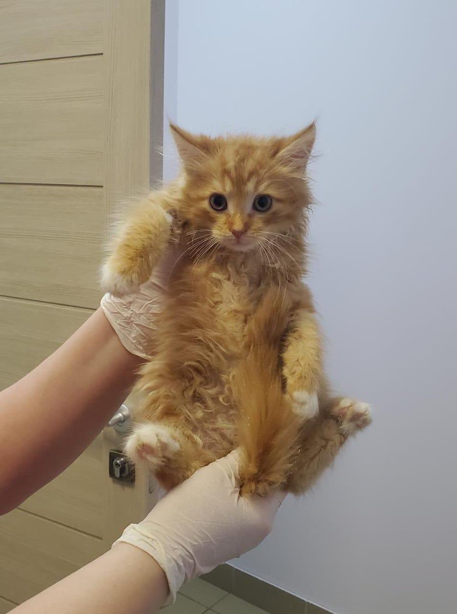 Liudmila1954's tweet photo. Моя дочь спасла и пристраивает 5 котят. Все чистые, здоровые. В ветлечебнице обследованные и обработанные. Может надо кому? Хорошенькие.. https://t.co/zzWtvi04dx