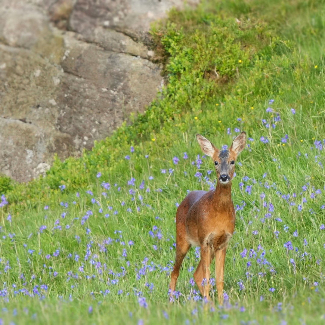 - 𝘚𝘱𝘳𝘪𝘯𝘨 𝘉𝘦𝘢𝘶𝘵𝘺 -😍💕
How cute is this little roe deer in all the bluebells ?  
I captured the image near Baslow in the Peak District National.
She really is super cute! 

#cuteanimals  #wildlifepics #peak_district_life

peakylife.com