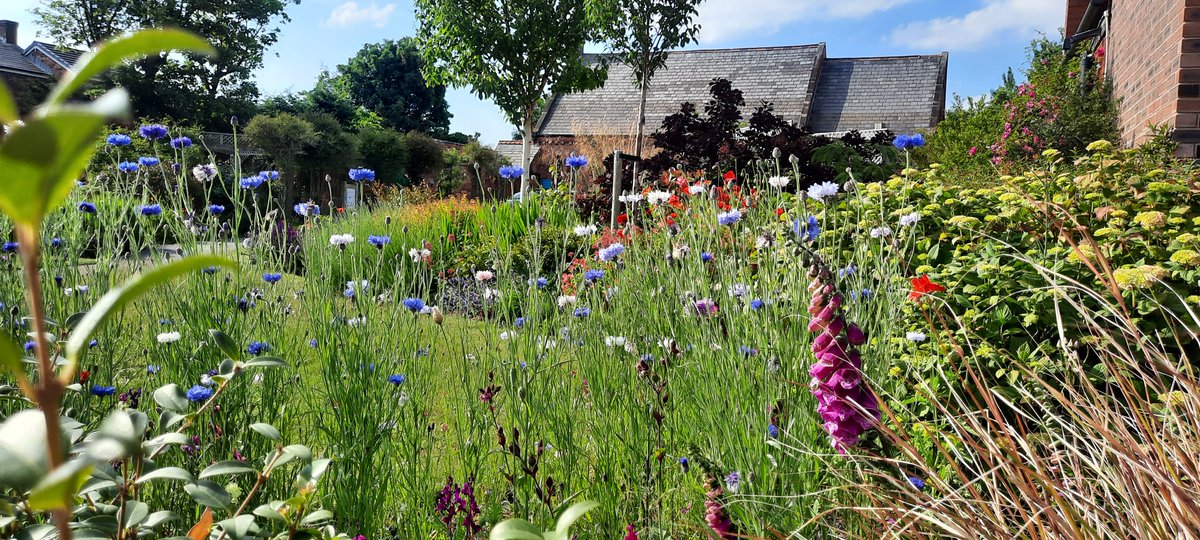 #Wildflowers in the #Ainsdale #Village #Community #Garden