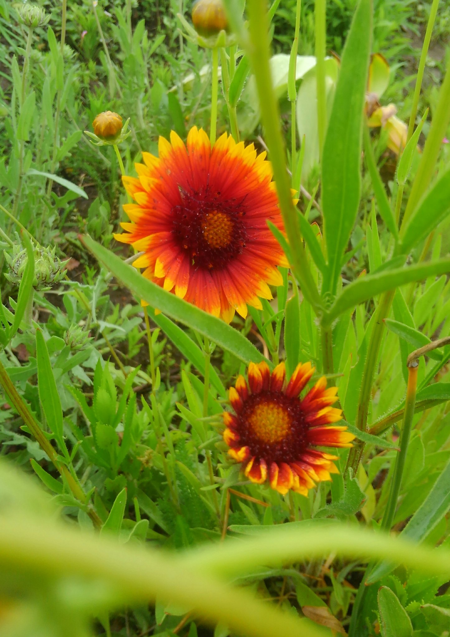 野に咲く花 6月9日 木 おはようございます 今朝の花は テンニンギク 花言葉 生きなさい この花は 別名 特攻花 とも呼ばれています 太平洋戦争末期 鹿児島県喜界島から出撃して行った多くの特攻隊員が 島の娘からもらった花を 自分の身代わり