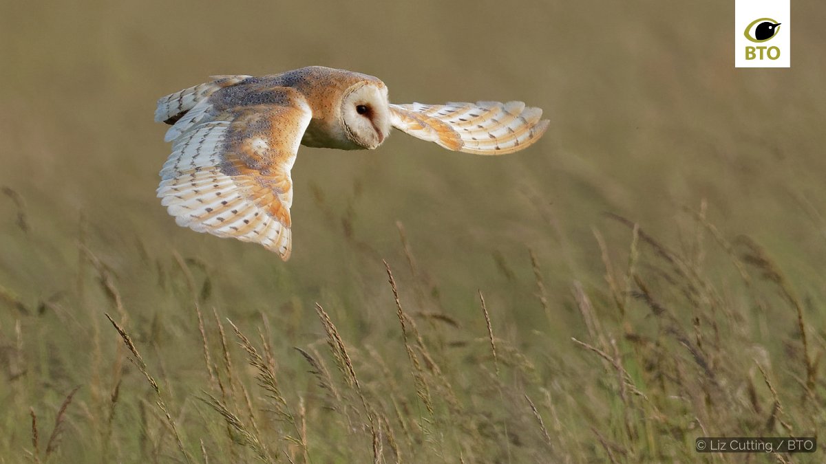 You may have seen Barn Owl hunting in daylight this week. They will have struggled to hunt on rainy nights because the sound of rain on vegetation hinders their hearing, and their feathers are not waterproof - an adaptation that enables them to fly almost silently <a href="/BBCSpringwatch/">BBC Springwatch</a>