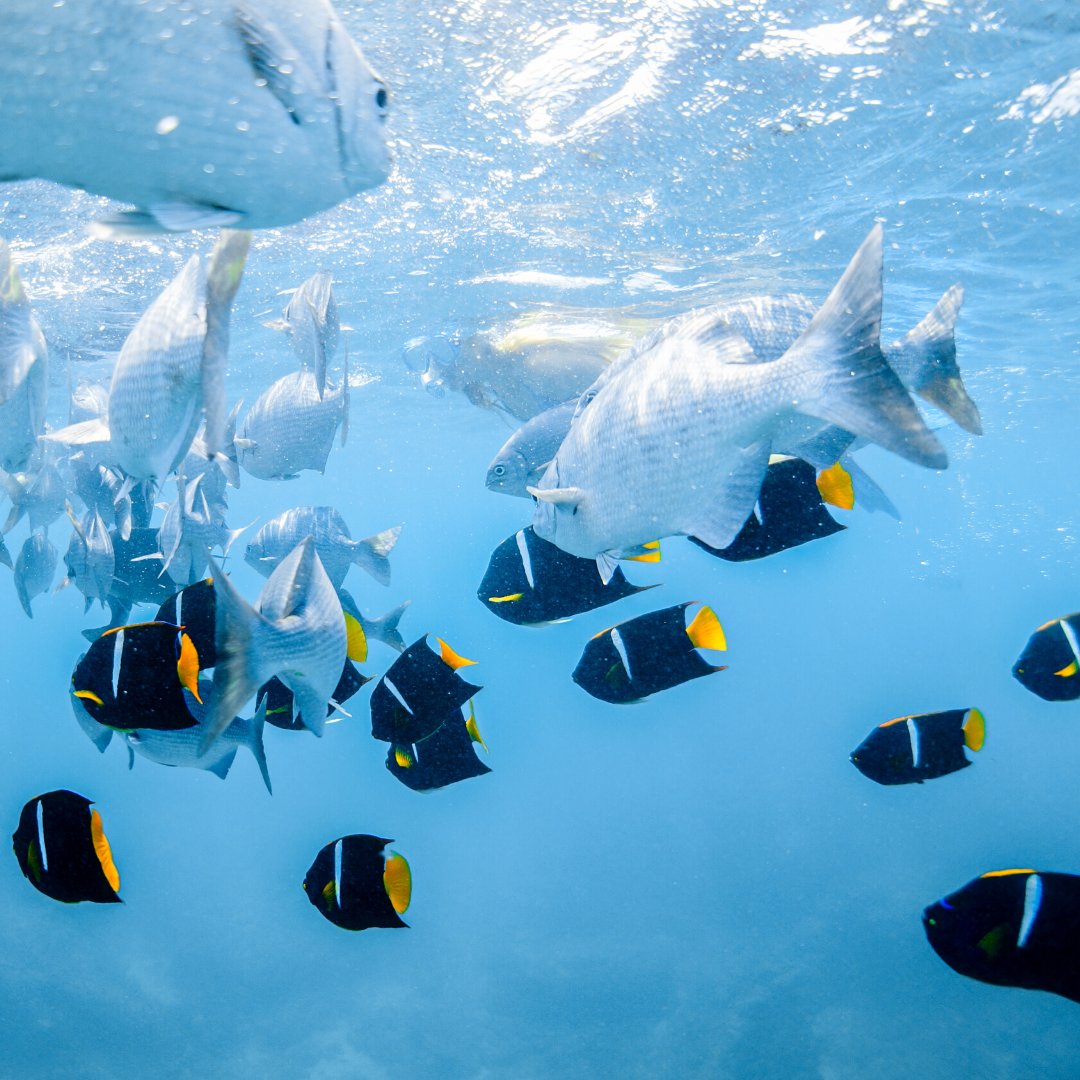Día Mundial de los Océanos.🌊🐳🐠
El océano cubre más del 70% del planeta. Es nuestra fuente de vida y sustento de la humanidad… Sin océanos no hay vida.

#diamundialdelosoceanos #worldoceansday #nayarit #rivieranayarit #nayaritdespiertaloenti #visitmexico