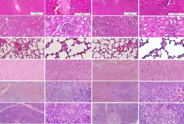 celltherapynews's tweet photo. A new study out of @InstituteRoyan suggests that local and systemic administrations of xenogeneic human bone marrow-derived clonal MSCs in #SpragueDawley rats 🐭 do not cause toxicity during the subacute and subchronic periods of time.

📌 Read more: https://t.co/mzlsI3vYA2 https://t.co/ZFlcqHPOx7