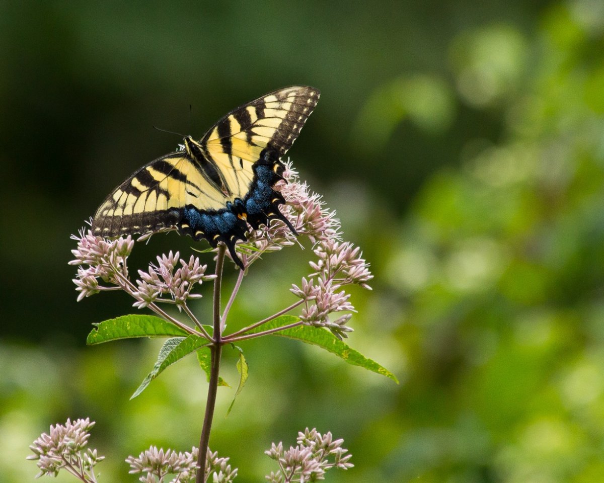 PaPFF's tweet photo. Some insects bug us #spottedlanternfly in PA, but others like this Eastern Tiger Swallowtail are worth appreciating this #InsectAppreciationDay! #Getoutdoors and take some photos. Tag us! #getmovingpa #getinmotionpa
📷Diana Sanner, Laurel Hill State Park https://t.co/CBQQTvqnf0