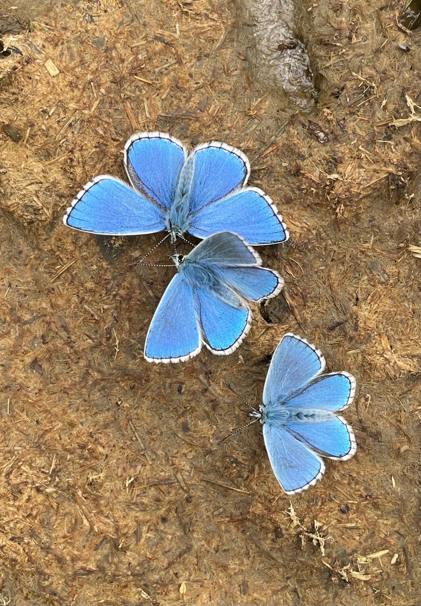 Fabulous Adonis Blues supping on a fresh cowpat.  Pewsey Downs Wiltshire.  <a href="/BBCSpringwatch/">BBC Springwatch</a> <a href="/BC_Wiltshire/">Wiltshire BC</a> <a href="/savebutterflies/">Butterfly Conservation 🦋</a>
