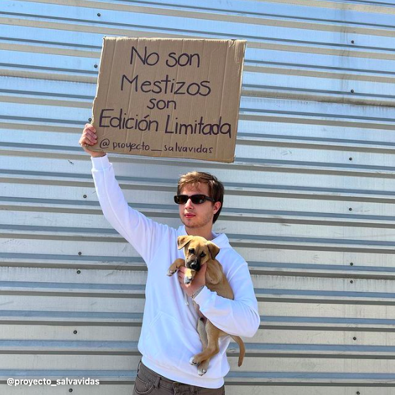 psv_mexico's tweet photo. No son mestizos, son edición limitada. 💙

#proyectosalvavidasmty #soysalvavidas #proyectosalvavidas #perros #adoption #adopt #adoptamty #adoptamonterrey #enadopcion #adoptanocompres #monterrey  #sanpedrogarzagarcía  #adoptme  #adoptmepets #psv #petsofinstagram #dudewithasign https://t.co/GmlqilBL6K