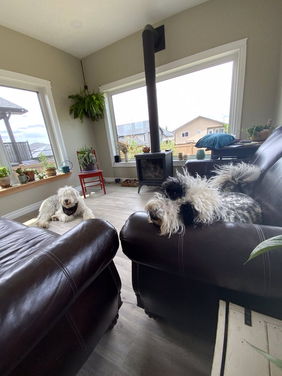 thisiscorley's tweet photo. Nappy vibes this afternoon with the #goodboys #studiodogs #oldenglishsheepdog #doodle #yxh #medhat https://t.co/UN8aiCZLMk