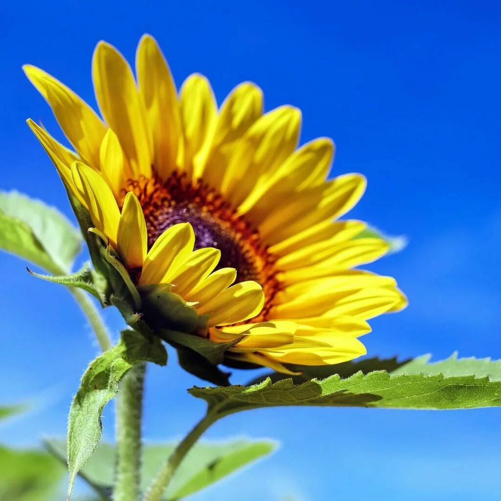 techandlex's tweet photo. Mirando al viernes como este girasol ๐ป mira al sol โ๏ธ ยกCON GANAS!
#gestoria #technology #techandlex #malaga #naturaleza #picoftheday https://t.co/AOcElBfH7e https://t.co/TEecVIbkF1
