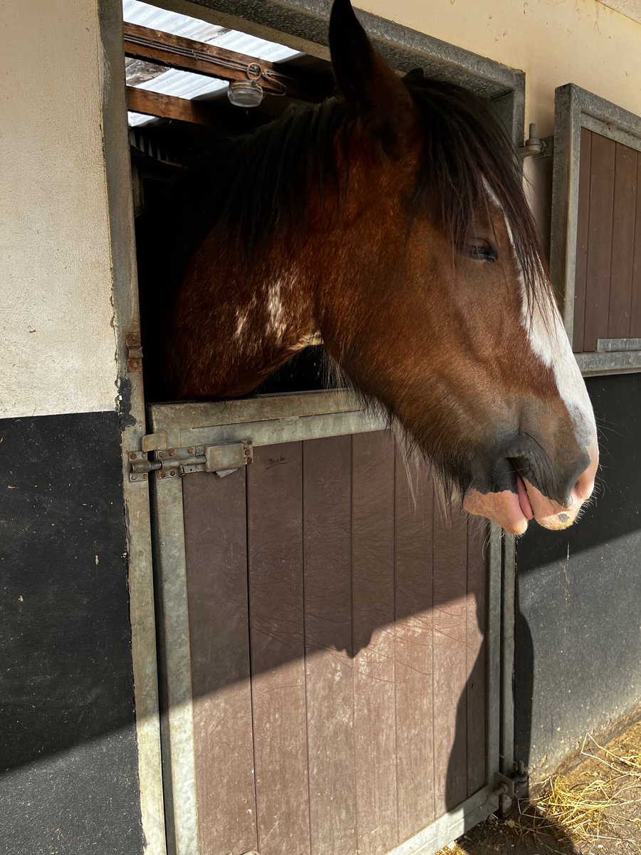 acgee21's tweet photo. We’ve absolutely fallen in love with this big guy ‘Rocky’ a 4 year old Clydesdale cross! The newest edition to the yard! Big gentle giant - looking forward to taking him for a spin once he gets more schooling training 🐴❤️ https://t.co/Azslng9aCM