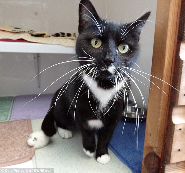 ThePhilosopurr's tweet photo. Now, there’s some whiskers…

#WhiskersWednesday #Cats https://t.co/v6tqK7yy4o