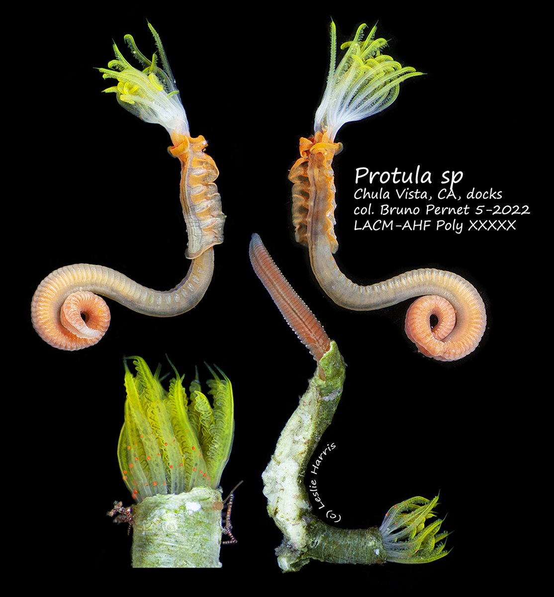 Pretty, petite, &amp; possibly undescribed. Protula sp found by @CSULBLarvalLab two weeks ago in San Diego Bay, California, a hotbed of introduced species. Now "living" in the NHMLA worm room. We'll be going back to collect more #WormWednesday