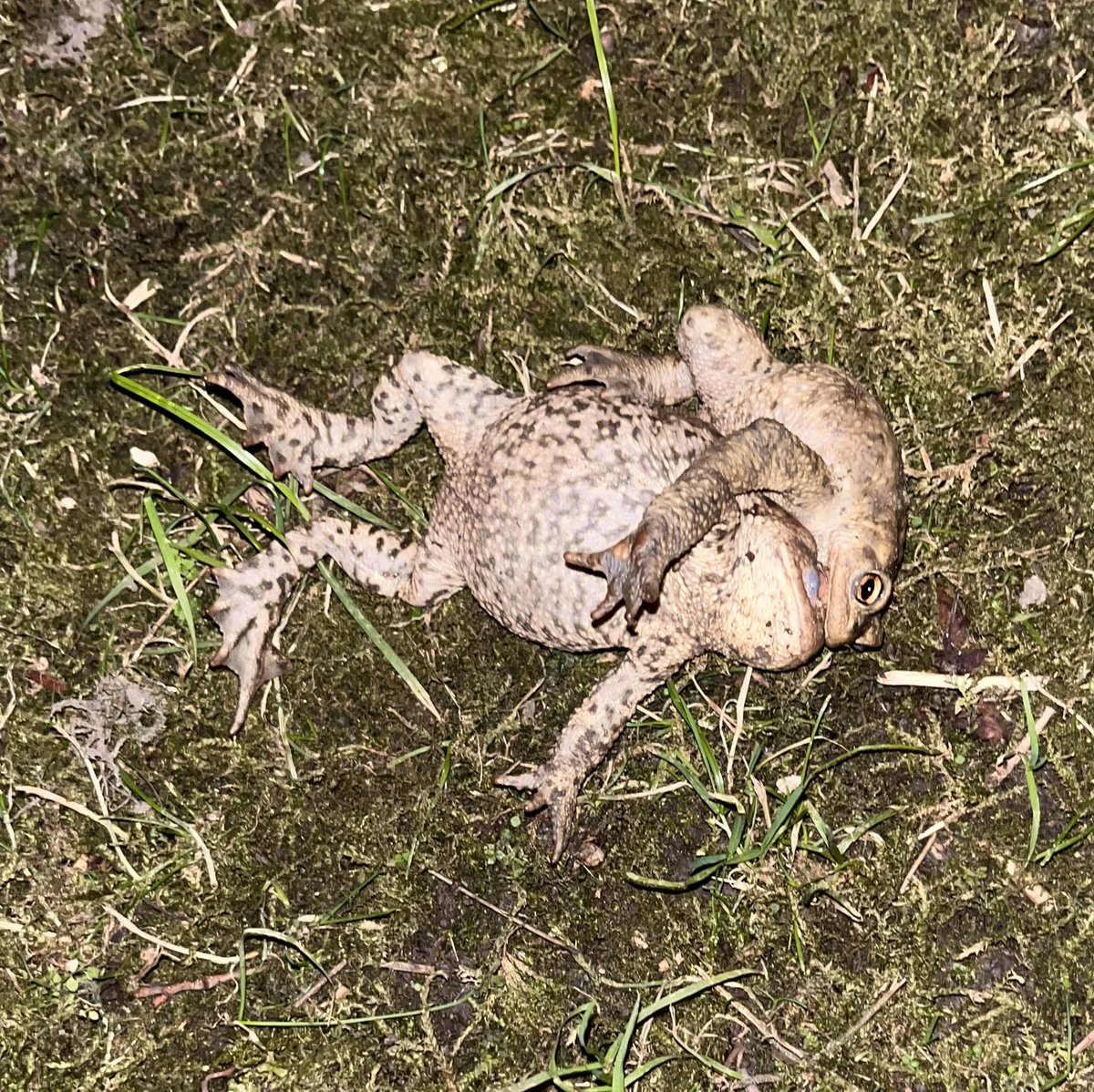 Find someone who loves you as much as this toad loves her #toadlove #gardenlove #vienna