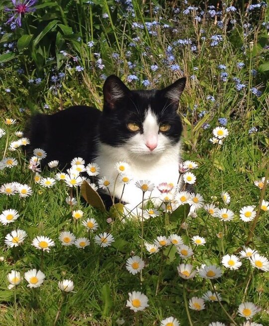 🌿🌼🧺 (@peacozy) on Twitter photo 