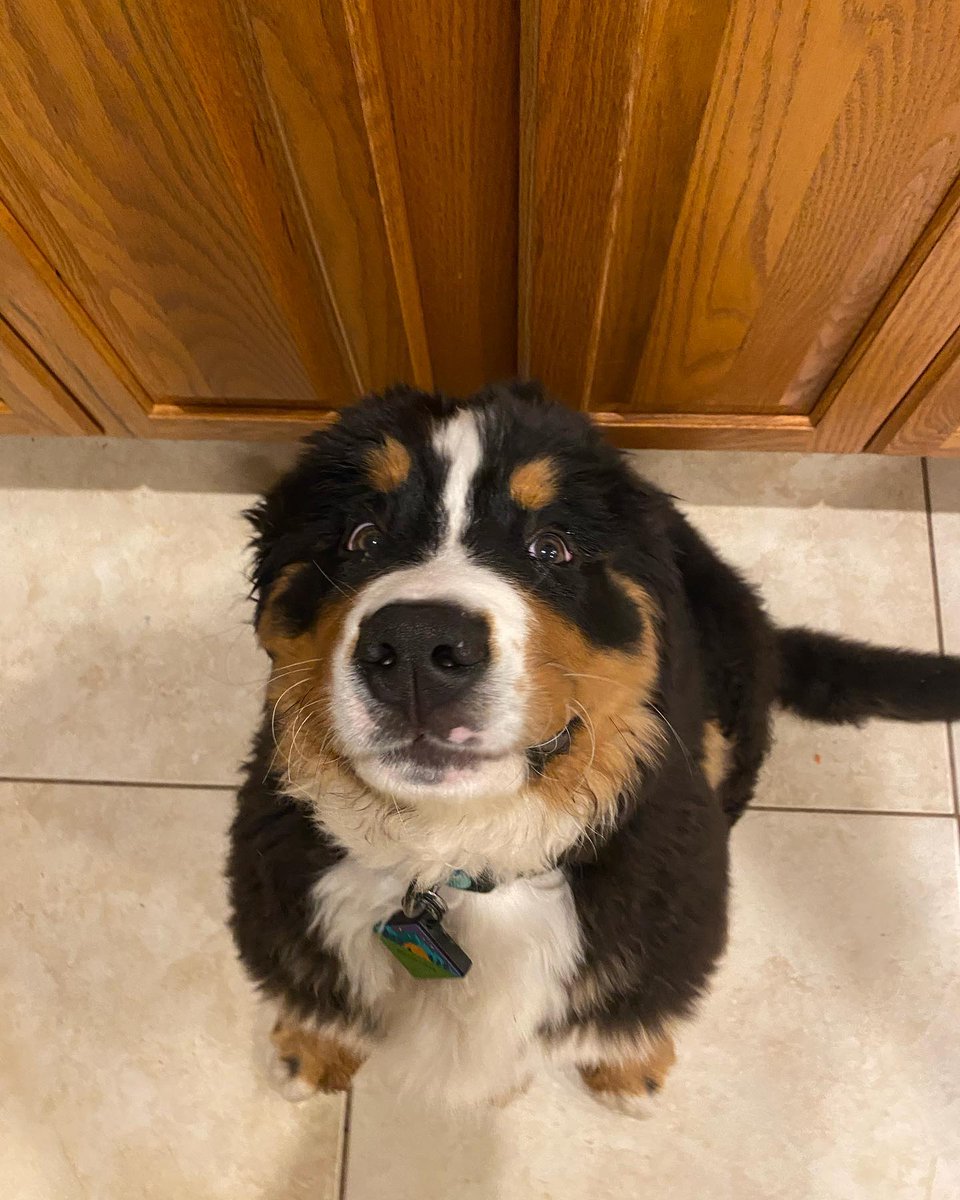 dog_rates's tweet photo. This is Bleu. He's just happy to be here. 12/10 we are also happy he's here https://t.co/25HeCabfee