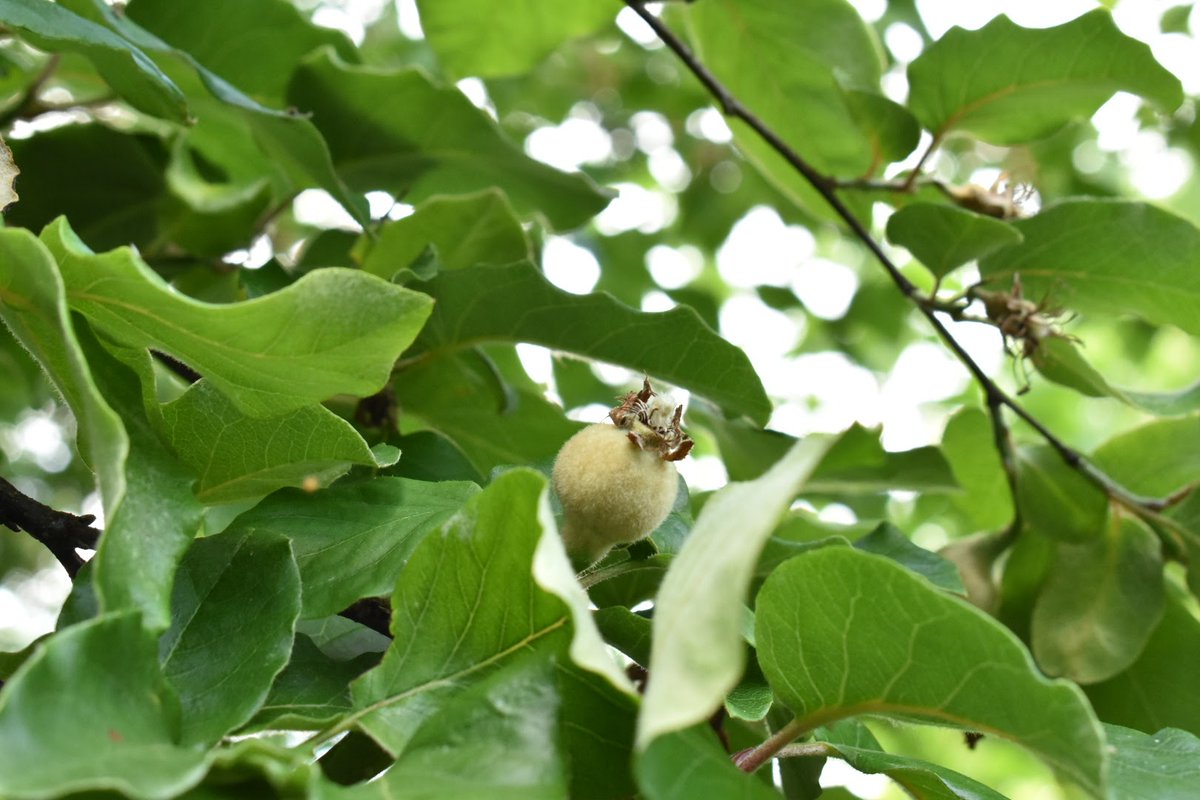 papaver's tweet photo. New on the blog: https://t.co/4s7sqKvMpJ the June #treefollowing update finds the quincelets getting nicely plump #gardenblog #gardeningblog #gardening #questforaquince #quincetrees https://t.co/3FUGcDZ4tC