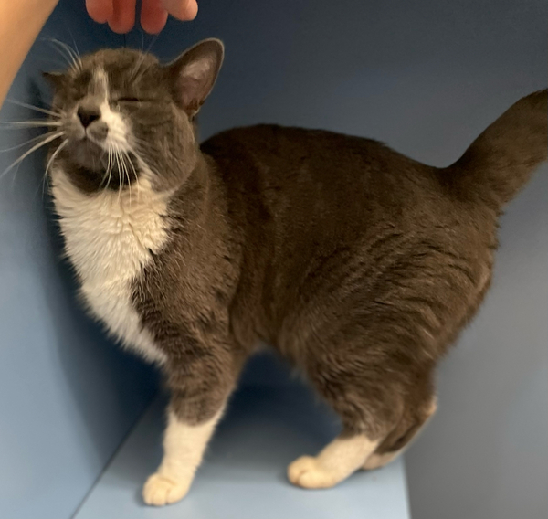 AdoptCCAnimals's tweet photo. #Cat #Shubert_CCSTCA_02 Look at that kitty smile! He just wants to get petted and rub on your arm! https://t.co/53I0KWyIQm https://t.co/dtgQKZedhe