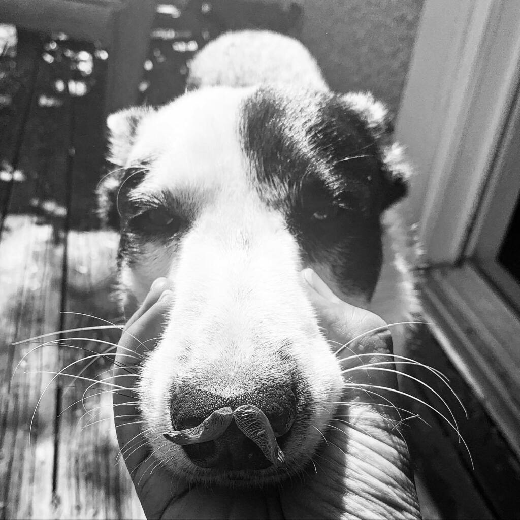 bocooreo's tweet photo. I promise you I didn’t eat the maple seeds you keep saying, “NO OREO DON’T EAT THOSE,” can I go now? Why? No reason….

@bocooreo #oreobw #bordercolliesofinstagram #bordercollie #dogsofinstagram #puppy #oreo #ottawadogs #seeds #mapleseed #notfood #don… https://t.co/dLs1QtvXBt https://t.co/xJpOGc7n4V