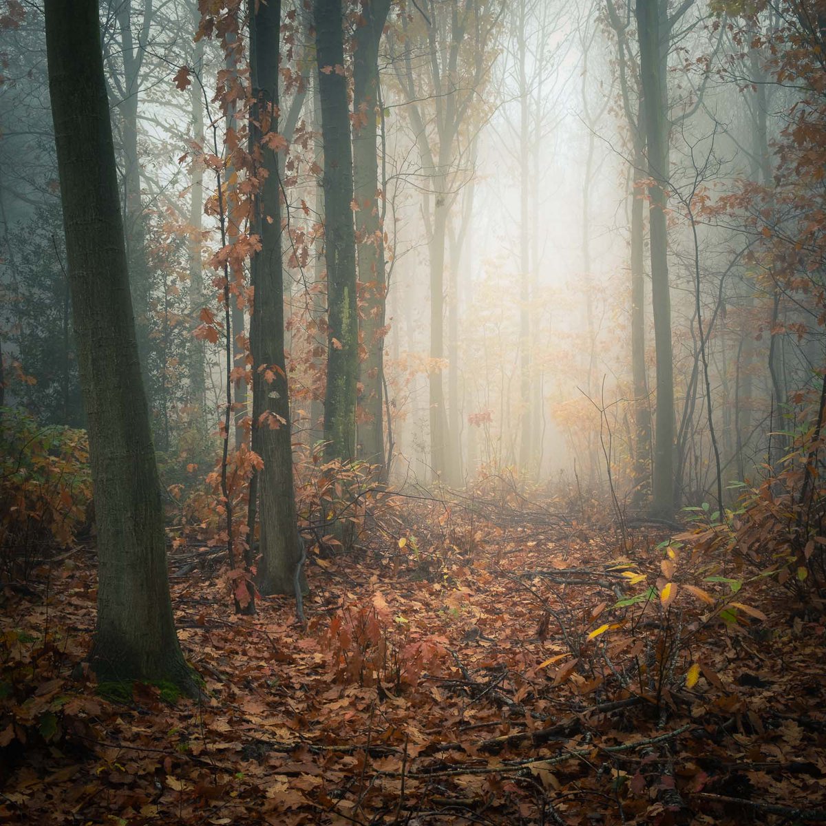 I'll be at the Major Oak woodland festival 25th and 26th June with a stall full of Sherwood Forest photography, be great to see a few of you there visitsherwood.co.uk/event/major-oa…
